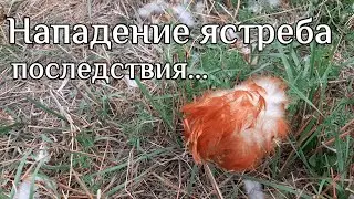 Происшествие в нашем хозяйстве. И такое случается.