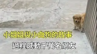 小姐姐與小白狗的故事，過程感動千萬名網友#感人故事 #寵物#流浪狗