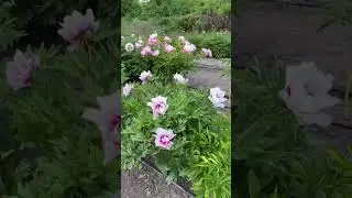 Пион “Cora Louise” 🌸