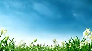 Lily Of The Valley HD