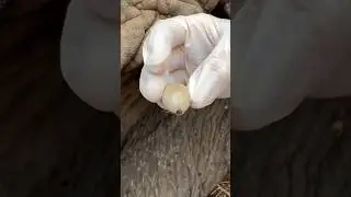 Will Giant Elephant Ticks Bite You? 