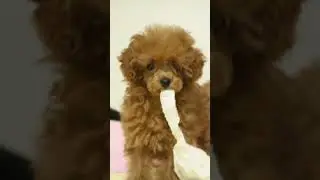 킴미소의 리즈시절 #킴미소