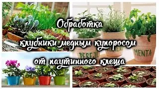 Обработка клубники медным купоросом от паутинного клеща