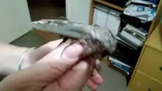 Giant ass bug