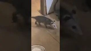 Opossum in my Kitchen! Indoor wildlife photography!