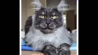 BEAUTIFUL VIDEOS TAKEN OF FUNNY AND CUTE CATS | BEAUTIFUL AND INNOCENT CATS