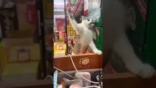 Ворвался в магазин и устроил реальный махач🙀 He burst into the store and made a real fuss. #shorts