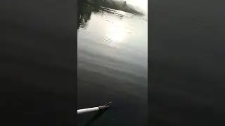 утренняя рыбалка #fishing #carpfish