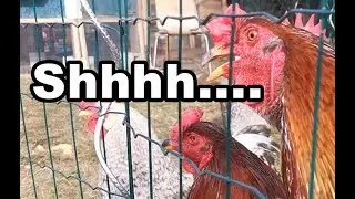 Stop rooster crowing noise for only 1€ each.  Easy DIY solution.