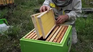 Expanding downward with brood chambers