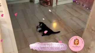 😁 Спинальник Тедди 🐱 победил туалетную бумагу 🌱