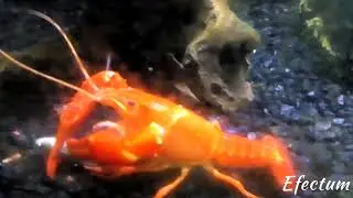 Saying Hello - freshwater aquariums  - Pump up the volume - spin around the fish room 🌀🐠💨