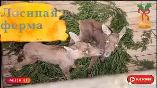 Сумароковская лосиная ферма г. Кострома.