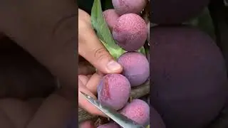 Grapes Cutting 