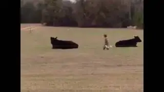 1 Guy bets kid $20 he can't sneak up on steer 14