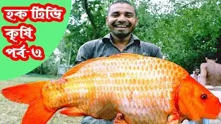 Big Fish in Bangladesh | big carb fish | হকটিভি কৃষি, পর্ব -৩| Agriculture Eps-3 | 2019