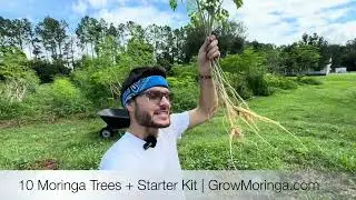 Jumpstart Your Farm with 10 Moringa Trees + Starter Kit (Fertilizer & Instructions)