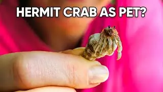 22 Facts of Keeping Hermit Crab As a Pet
