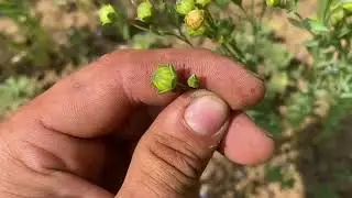 Лён до цветает