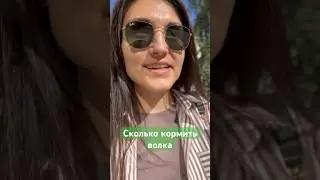 Сколько кормить волка