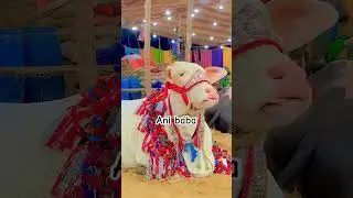 Gulabi  bachiya rani 2k23 #bakraeid2023 #eid #cowmandi #karachimandi #mandikadewana #maweshimandi
