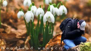 Short wander through Spring woodland