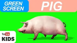 Pig | Pig Green Screen and Sound Effect Free | Pig Sound Effect | Green Screen (KIDS)