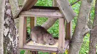 Лесопарковый паб