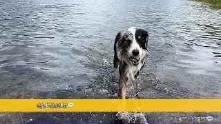 A warning to dog owners