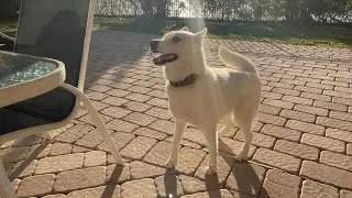 Nova the Husky learns how to play fetch