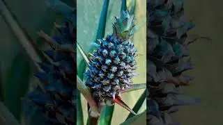 Pineapple growing, 5 months in 50 seconds