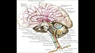 White matter of central nervous system. Pathways (tracts)