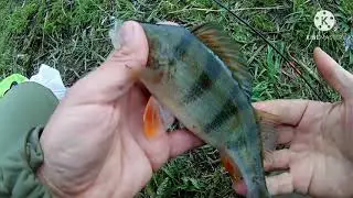 Наноджиг! ловля окуня