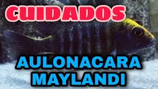 Cuidados del Aulonacara Maylandi (Resubido)