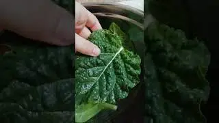 Мандрагора как она себя чувствует и приготовление настойки из листьев  #mandrake The #mandrakepotion