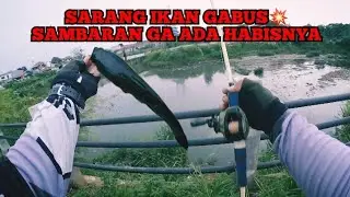 Mancing Casting Ikan Gabus waduk kp.rambutan bisa panen💥 #ikan #mancingikangabus #mancing