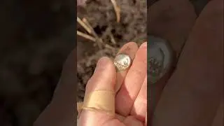 Находок здесь полно🔥 Бьем кошель серебра 16 века.. Поиск с металлоискателем #коп #лес #находка