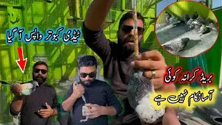 Pigeons Breeding Buhat Mushkil Kamm Hy 😪