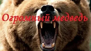 Huge brown bear