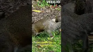 The Gorgeous Eastern Chipmunk