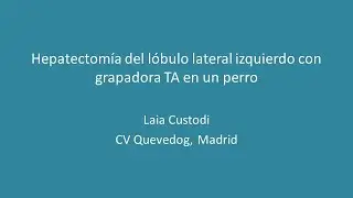 Hepatectomía canina con grapadora TA (lóbulo izquierdo lateral)