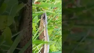 Südoststeiermark: Blindschleiche, Reptil aber keine Schlange