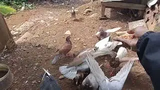 Nengok merpati kakek