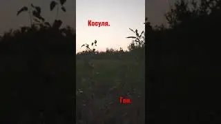 Крик самца косули.