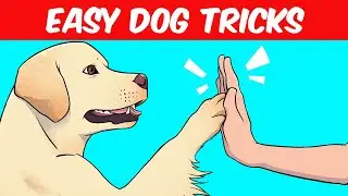 10 Easy Things To Teach Your Dog