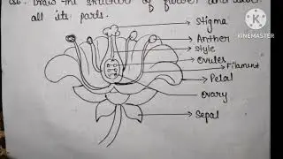Class 4th || SCIENCE || CH-  PLANTS AROUND US