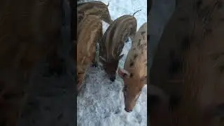 Нам один месяц