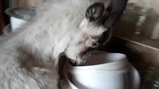 Мои козочки.Ждём ещё козлят.Боюсь за ЭМИЛИ🌹🌹🌹