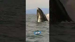 Животные, которые взрываются после смерти