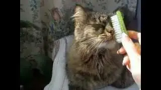 Кот с расческой / Сat with a comb